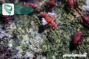 JARDINLASMARIPOSAS - Imagen - 1 Qué Tipo de Insecto o Plaga Tengo - 01