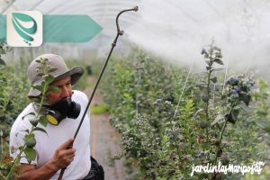 JARDINLASMARIPOSAS - Imagen - 4 Lugar de Aplicación del Insecticida - 01