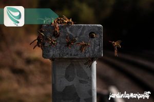 JARDINLASMARIPOSAS - Imagen - Guía Completa para el Uso Seguro de Insecticidas - 1 Identificar el Problema y Tipo de Plaga - 01