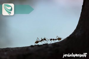 JARDINLASMARIPOSAS - Imagen - Insecticidas Para Jardín - El Principal Problema de los Insecticidas - 01