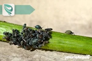 JARDINLASMARIPOSAS - Imagen - Insecticidas Para Jard&iacute;n - Qu&eacute; Hacen los Insecticidas - 01