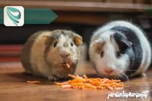 JARDINLASMARIPOSAS - Imagen - Insecticidas Para Jard&iacute;n - Recomendaciones para Cuidar a Tu Mascota al Usar Insecticidas - 01