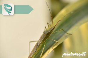 JARDINLASMARIPOSAS - Imagen - Insecticidas Para Jardín - Uso de los Insecticidas - 01