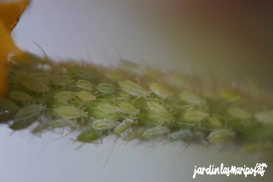 JARDINLASMARIPOSAS - Imagen - Qu&eacute; Hacen los Insecticidas - 01JARDINLASMARIPOSAS - Imagen - Qu&eacute; Hacen los Insecticidas - 01