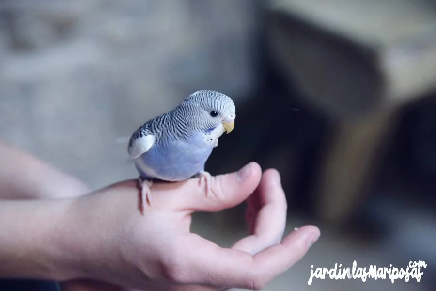 JARDINLASMARIPOSAS - Imagen - Recomendaciones para Cuidar a las Mascotas en el Uso de Insecticidas - 01