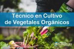1143-IMAGEN-Los-Mejores-Cursos-Gratis-OnLine-Tecnico-en-Cultivo-de-Vegetales-Organicos-03[1]
