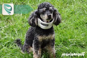 JARDINLASMARIPOSAS - Imagen - A Dónde Llamar en Caso de Envenenamiento - 01