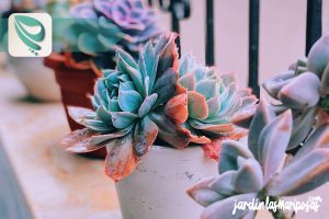 JARDINLASMARIPOSAS - Imagen - Cuidados de las Plantas Suculentas - 01