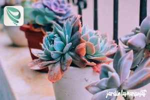 JARDINLASMARIPOSAS - Imagen - Cuidados de las Plantas Suculentas - 01
