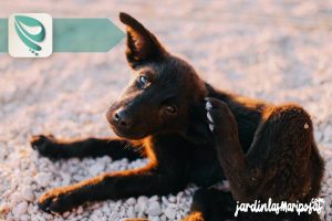 JARDINLASMARIPOSAS - Imagen - El Riesgo de Tu Mascota al Usar Insecticidas para las Pulgas y Garrapatas - 01