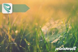 JARDINLASMARIPOSAS - Imagen - Insecticidas para Jardín - 02