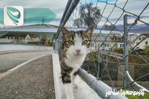 JARDINLASMARIPOSAS - Imagen - La Correcta Aplicación de Insecticidas y venenos - 02