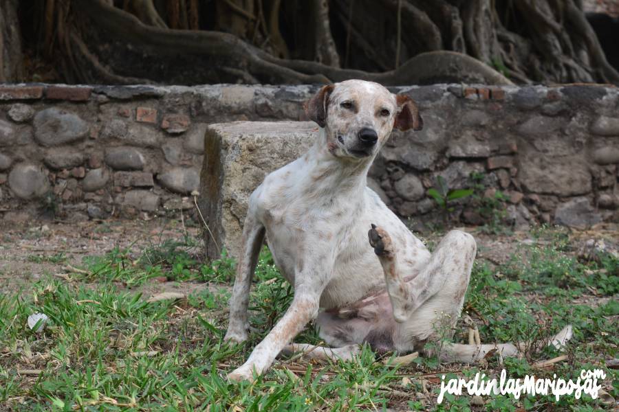 JARDINLASMARIPOSAS - Imagen - Los Riesgos a Tus Mascotas al Usar Insecticidas para las Pulgas y Garrapatas - 01