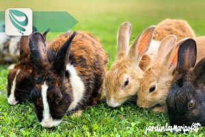 JARDINLASMARIPOSAS - Imagen - Los Riesgos para las Mascotas al Fumigar para el Control de Ratas y Ratones - 01