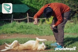 JARDINLASMARIPOSAS - Imagen - Riesgos para las Mascotas al Usar Herbicidas - 01