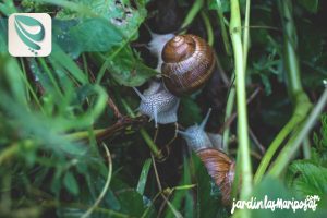 JARDINLASMARIPOSAS - Imagen - Riesgos para las Mascotas al Usar Insecticidas para Babosas y Caracoles - 01